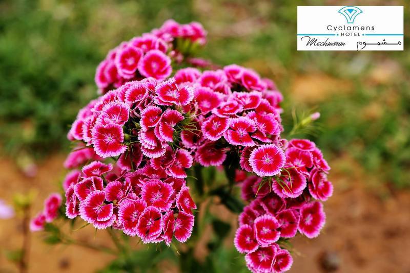 Cyclamens Mechmoum Hotel And Spa Hammamet Exterior photo